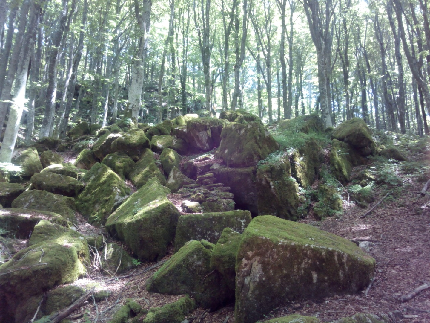 Camminata alla Verna anello basso escursione in casentino